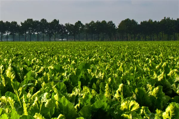 Урожайность сахарной свеклы в Хлевенском районе Липецкой области идет к 600 центнерам с га